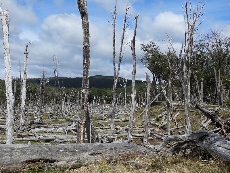 Impacted landscape in Patagonia. Photo: Gef Castor.